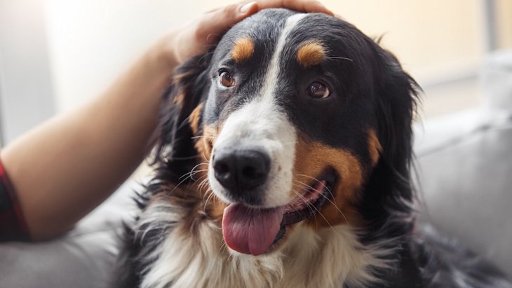 犬の去勢手術後の体と心のケア方法や注意点について