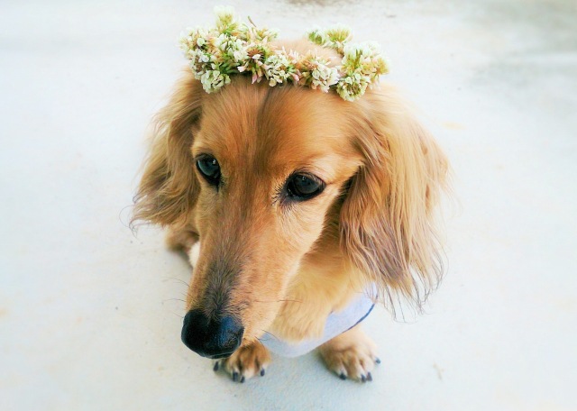 愛犬と一緒にウェディング！ペット同伴可能な結婚式場と注意点