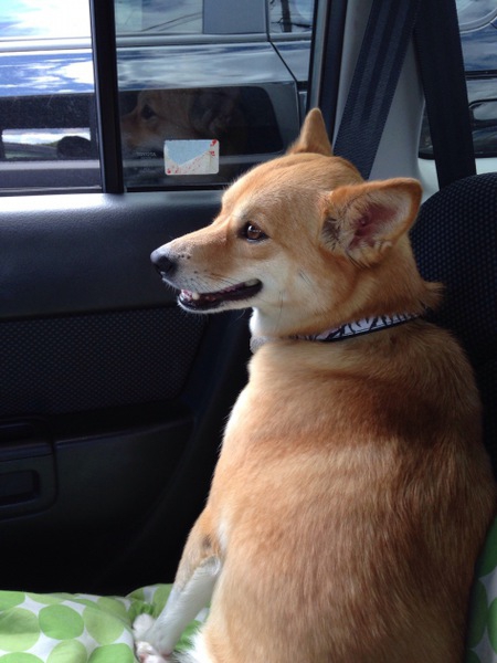 車で長距離移動の旅行のときに愛犬のために注意すべき2つのこと わんちゃんホンポ
