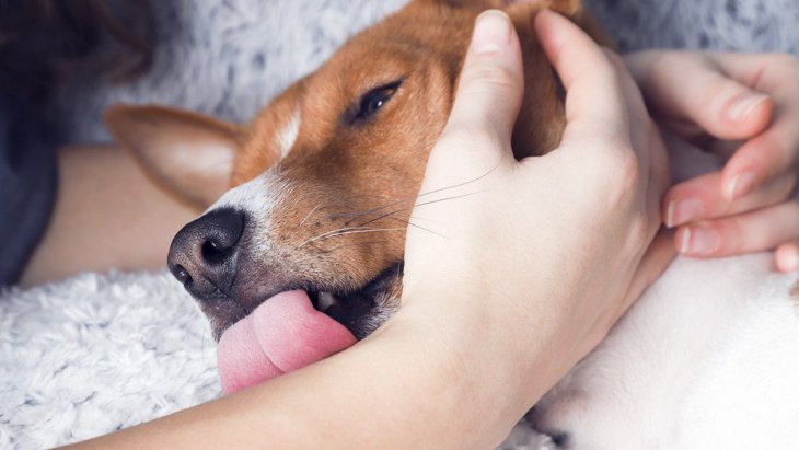 犬が人を噛んだ後に舐める心理４選！実はあまり良くない意味かも…？