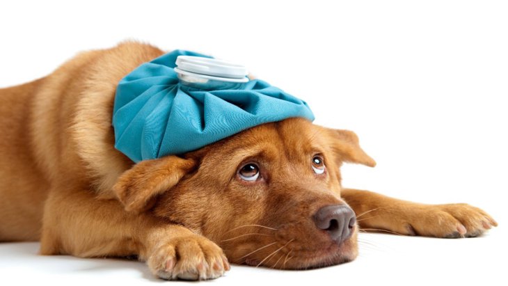 犬の熱中症の『初期症状』5つ｜応急処置や予防法、病院へ行く目安