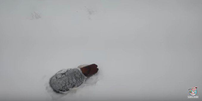 筒に頭を突っ込んで雪に埋まっていたハスキーの子犬。通りかかった人が救助！