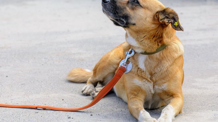 保護施設の犬と散歩することが傷ついた心を癒すという研究結果