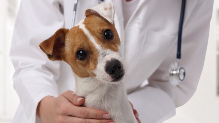 犬から人にうつる『危険な病気』4選！症状や予防法を解説