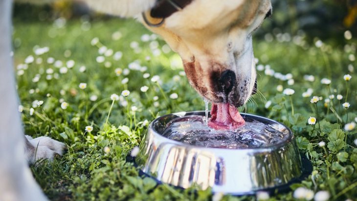 犬が異常に水を飲むときの『危険な病気』４選