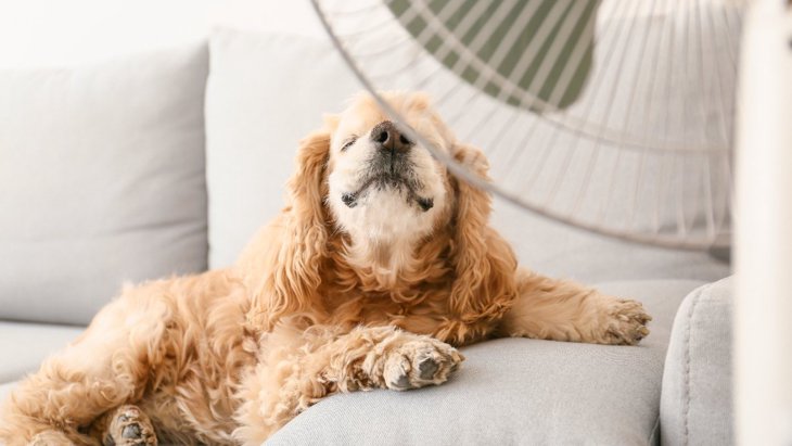 犬にとって『快適な室温』って何度？エアコンの設定はどうするのがベスト？