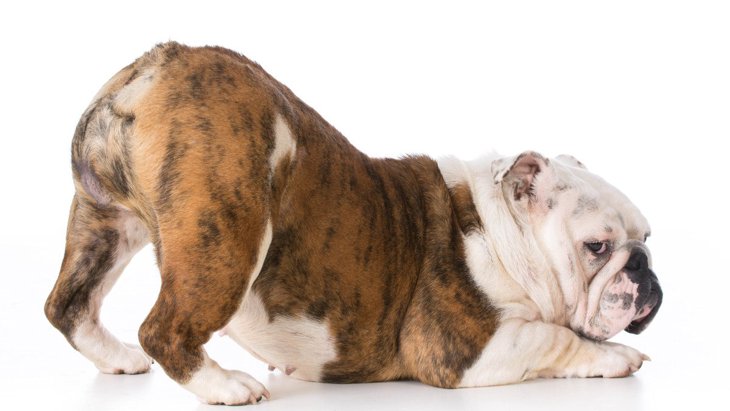 犬のおならが異常に臭くなる原因4選　病気のサインや改善方法