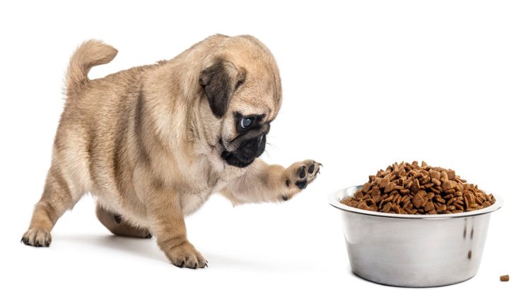 犬がご飯を『遊び食べ』してしまう…４つの理由と止めさせる解決法