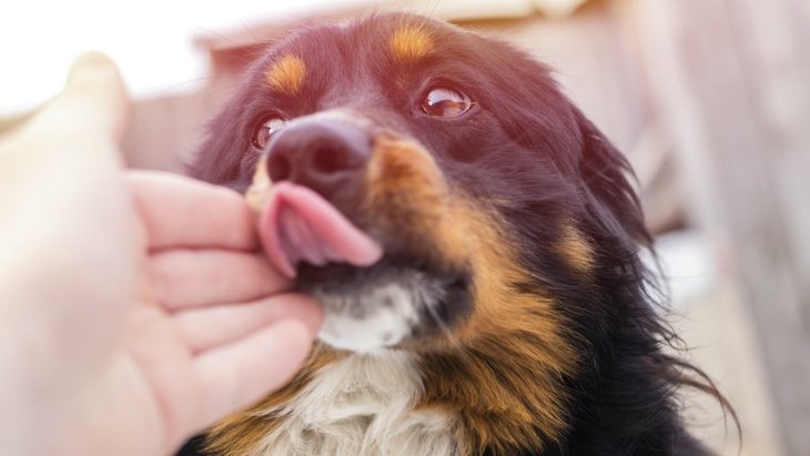 犬が飼い主の手を舐めるのには理由がある！４つの意味とは