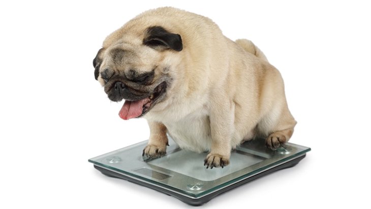 犬が太るのは飼い主が原因？やりがちな『肥満になるNG習慣』4選