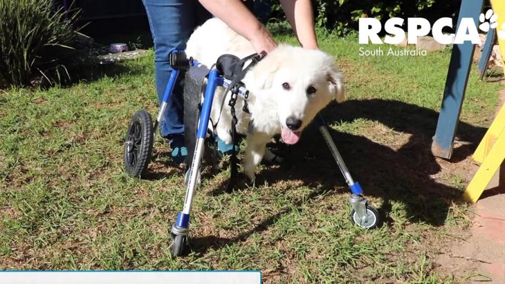 生まれつき前脚に疾患を抱えた犬「走れるよ！」初めての車椅子に大はしゃぎ