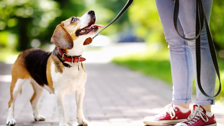 「散歩が好きすぎる犬」がよく見せる5つの行動