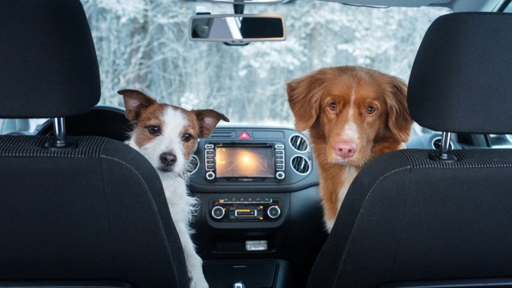 犬を車に乗せる時の「絶対NG行為」4つ！ドライブで注意すべきことまで解説