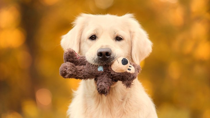 『犬が夢中になるおもちゃ』トップ5！おすすめの使い方や注意点を解説