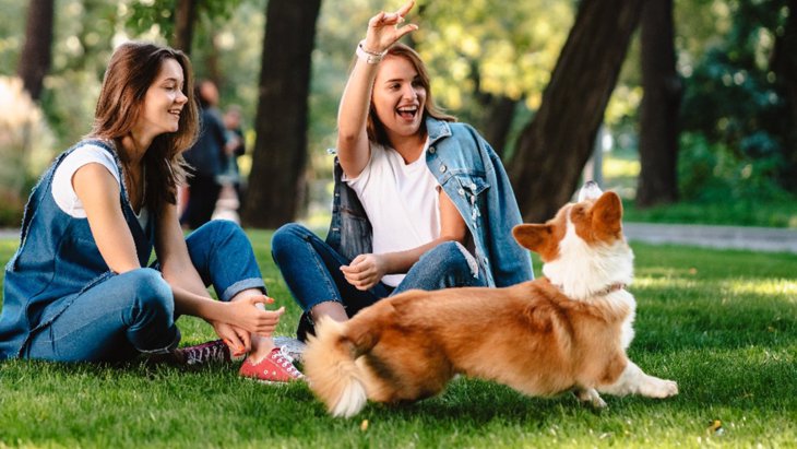 犬の飼い主は飼っていない人よりも幸せを感じているという調査結果