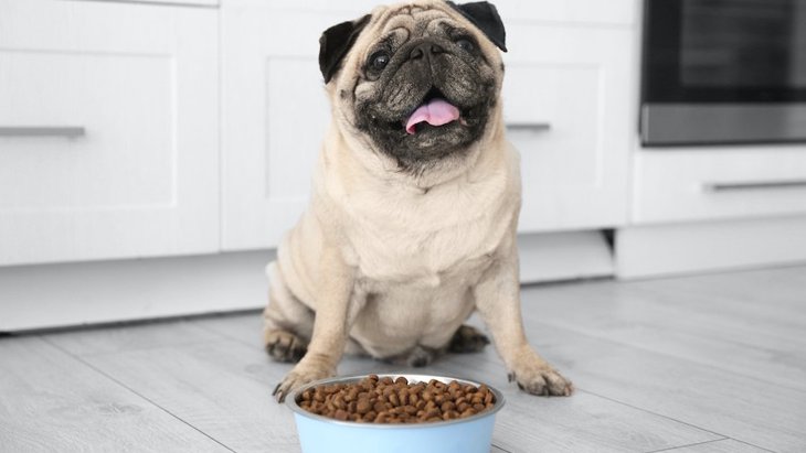 太ってる犬は死亡しやすい！今すぐダイエットすべき理由３つ