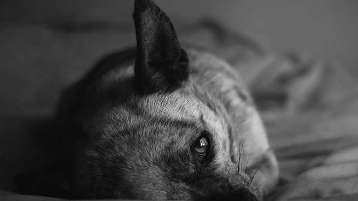 【動物看護士体験談】1ヵ月もしないうちに見放されたチワワの子犬
