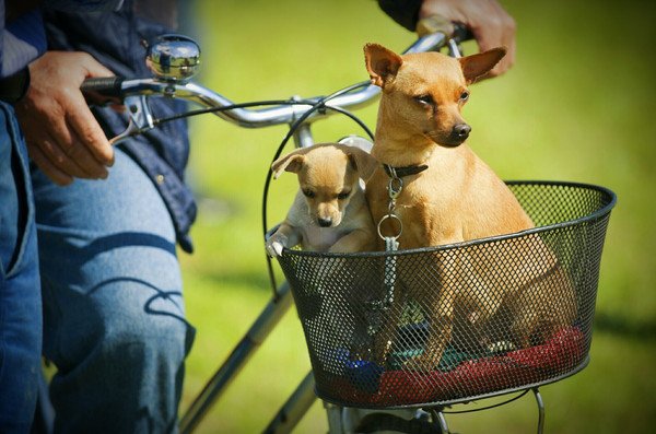 犬と自転車を利用する時の注意点！法律や乗せ方、安全対策グッズ
