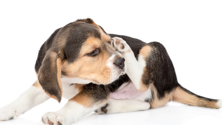 犬が自分の体をかく心理とは？3つの理由と注意すべき病気