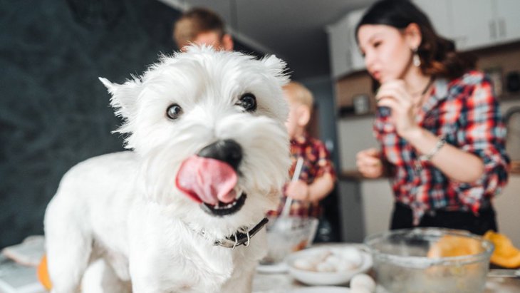 犬をキッチンに絶対入れてはいけない『４つの理由』