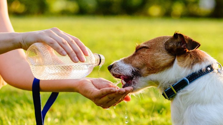 犬の散歩で使える水ボトルおすすめ10選！水筒が必要な理由も解説