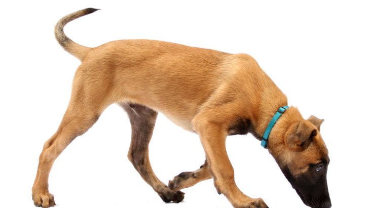 犬の脳は嗅覚を使って「見る」ことができる！？【研究結果】