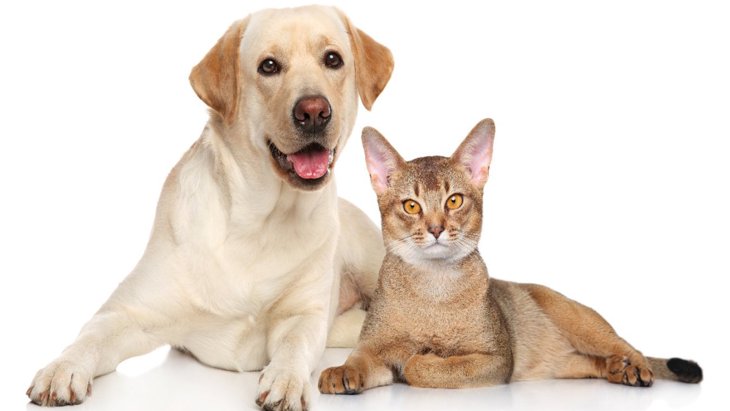 ペットの犬や猫の排泄物から検出された化学物質【研究結果】