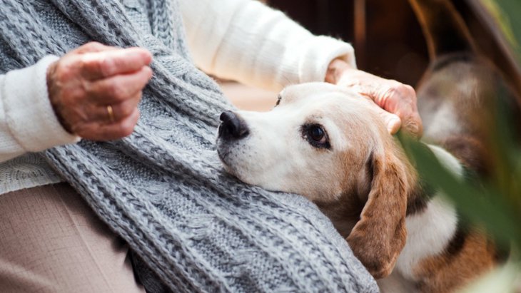 犬の認知機能障害を判定する検査方法が発見された！