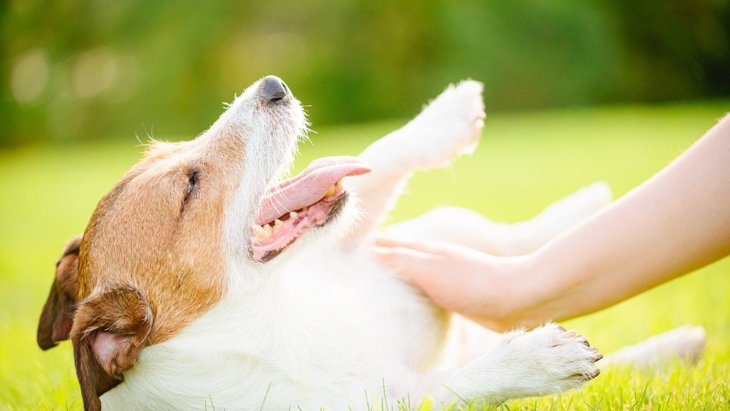 『犬を撫でるとストレスが減る』って本当？その効果や撫でる時のポイントを解説