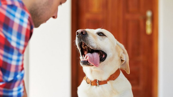 犬の危険な『舌の状態』4選　病気になっているサインを解説