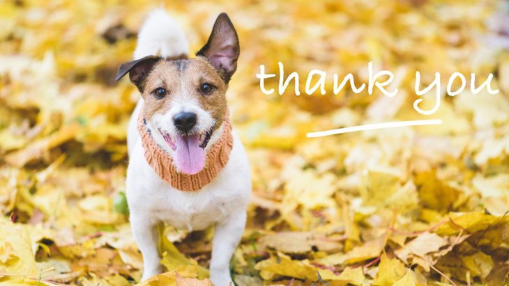 愛犬に『ありがとう』を伝えるための４つの方法