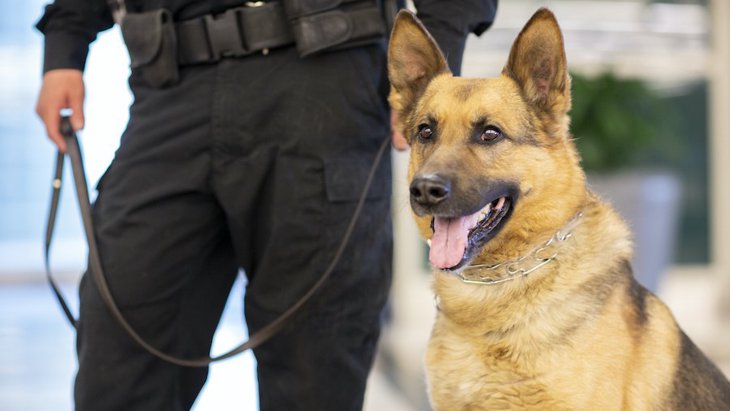 警察犬訓練士になるには？必要な資格や仕事内容、年収について解説