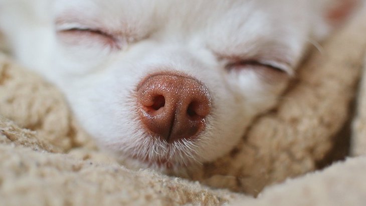 ひび割れてない？犬の鼻が乾燥してしまう５つの原因と正しい対処法