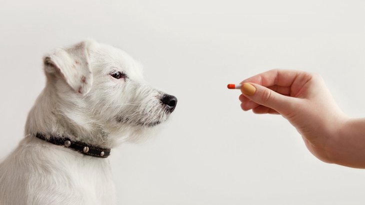 犬に薬を飲ませる時の「絶対NG行為」4選！ダメな理由と正しい与え方