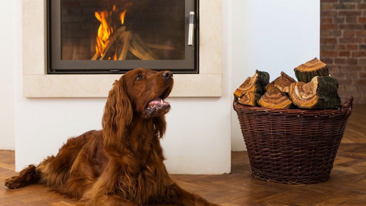 犬に『暖房』は使うべき？設定すべき温度や注意すべきポイント