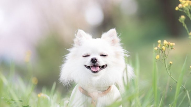 犬がうれしそうな表情をする6つの理由とは？
