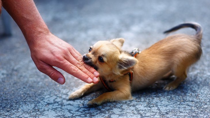 犬にすぐ噛まれる人の特徴とは？4つのNG行為から正しい対処法まで解説