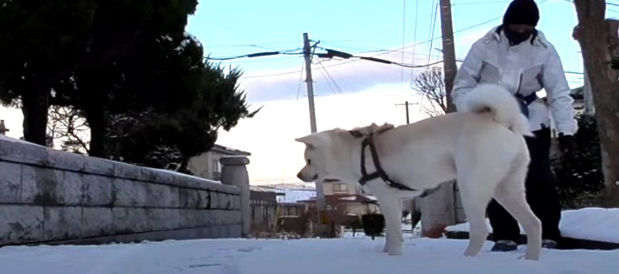冬の散歩にまったく興奮してくれない秋田犬くん