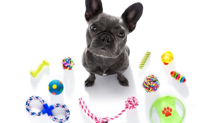 なぜ犬はすぐおもちゃに飽きるの？5つの理由と興味を持ちやすいおもちゃを解説