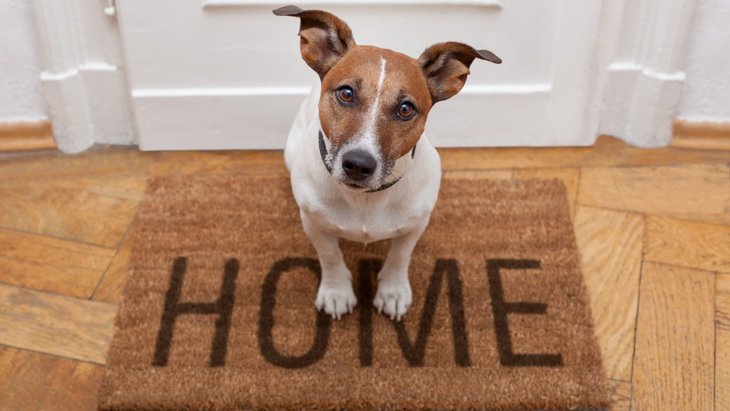 犬が飼い主に「行かないで」と伝えている時のサイン6つ！外出時や留守番前によく見せる仕草とは？