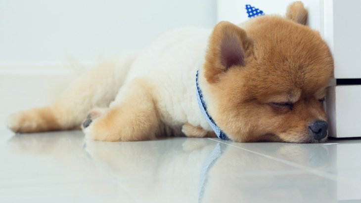 犬が突然強い眠気に襲われる「ナルコレプシー」とは？