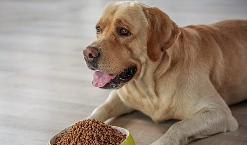 犬は肥満になると寿命が縮まる！？５つの理由とダイエットする方法を解説