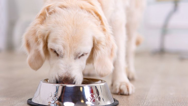 犬の早食いを止める６つのアイデア