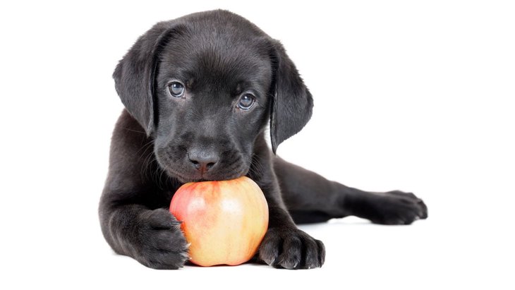 犬がりんごを食べても大丈夫？与え方と注意点