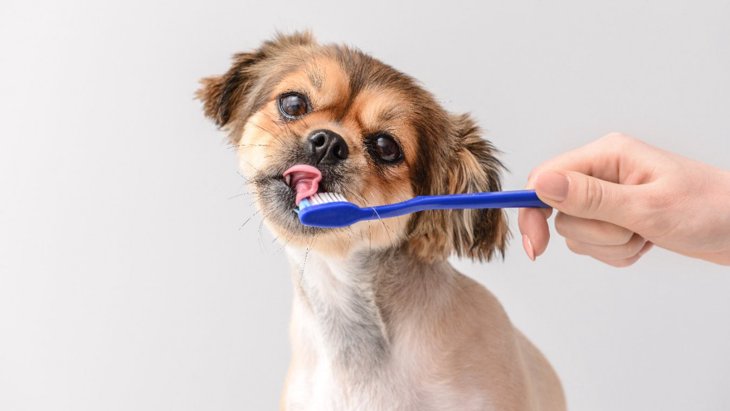 犬の歯周病予防の新しい希望！エリスリトールが歯周病菌を抑制