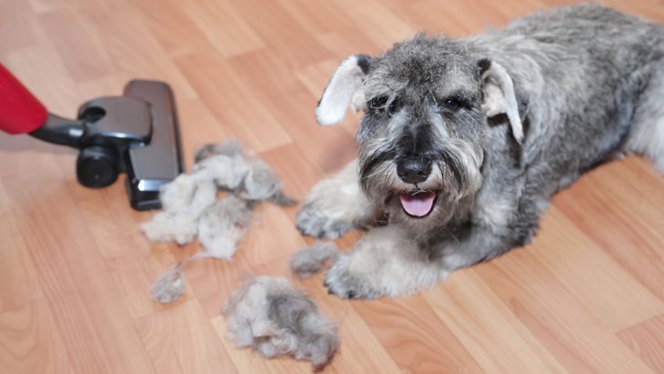 犬の毛を吸い取るおすすめの掃除機6選！選び方や抜け毛対策まで