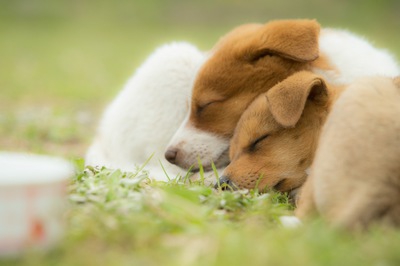 犬は寝床が大切！睡眠の質を高めるコツについて