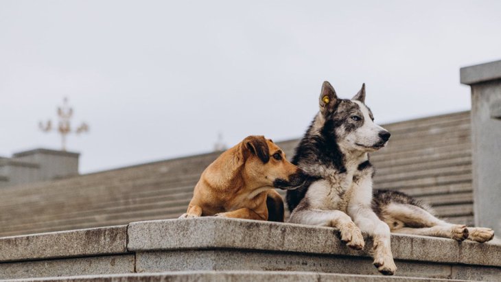 社会の中での犬の役割は人々の犬の扱いと関連しているという研究結果