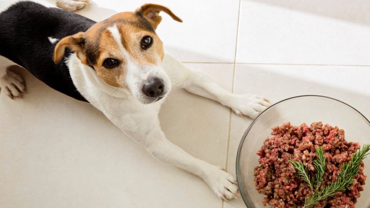犬への生肉給餌に対して英国の獣医師協会が獣医に対して注意喚起