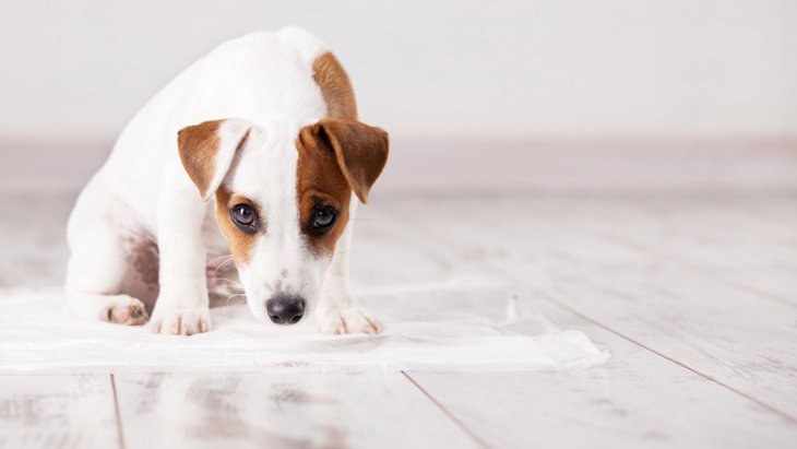 愛犬が人前でトイレをしない…2つの原因と対処法